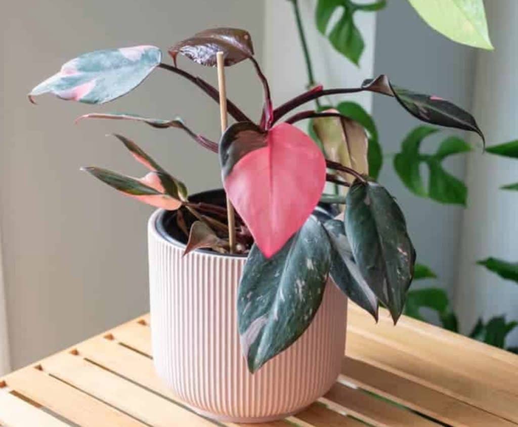 Pink princess philodendron on table