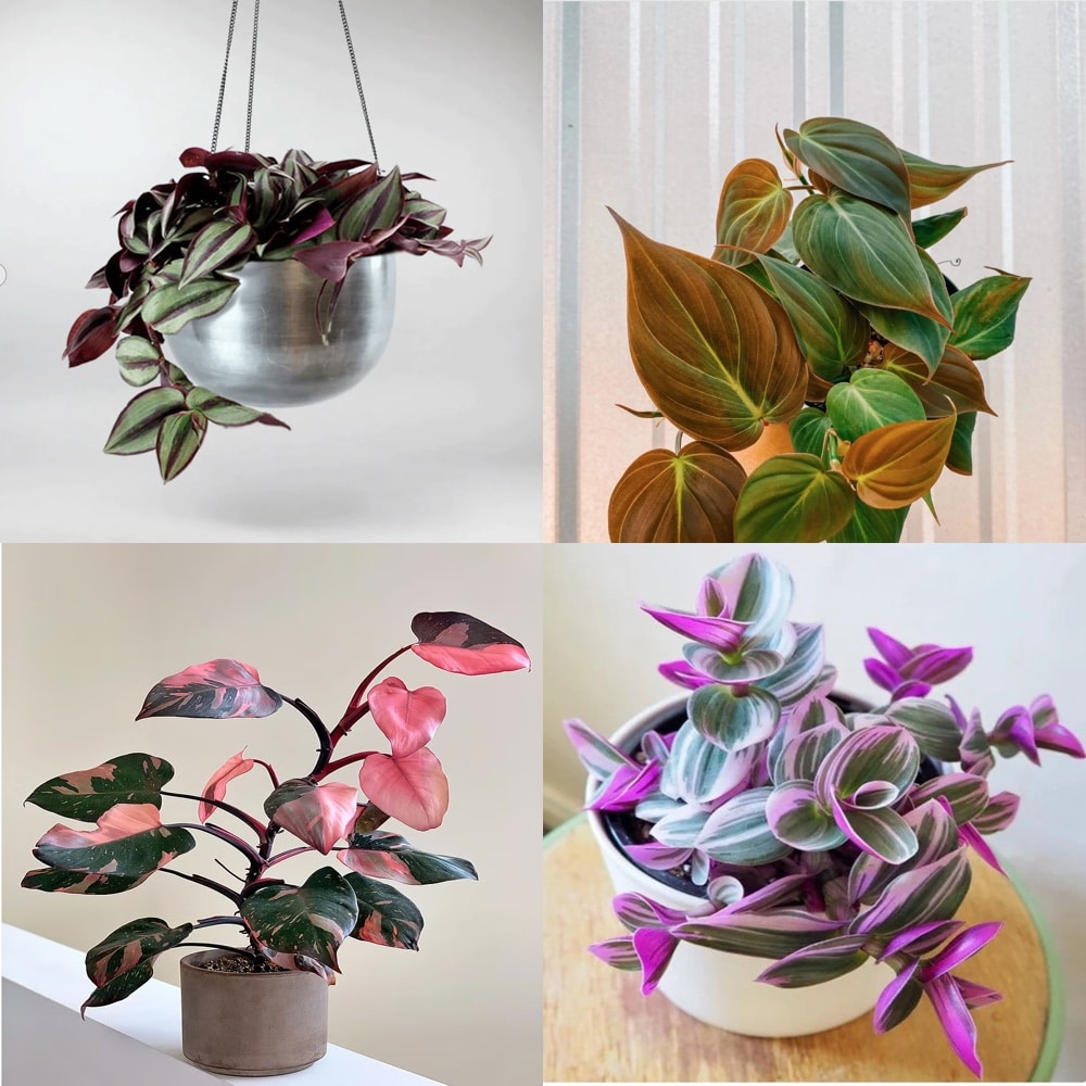 A collage of pink and purple vining plants: Pink princess philodendron, philodendron micans, tradescantia