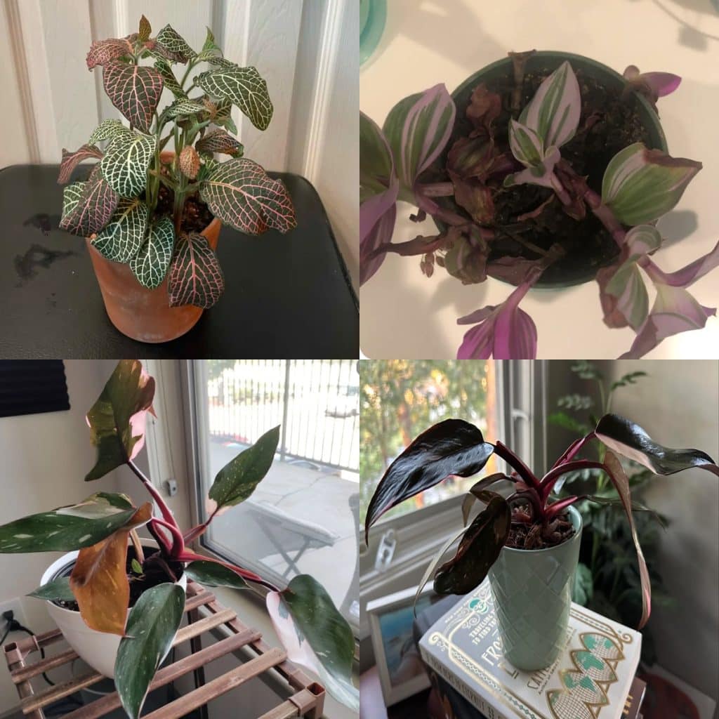 images of pink houseplants such as tradescantia and philodendron pink princess and nerve plant that are drooping and yellowing