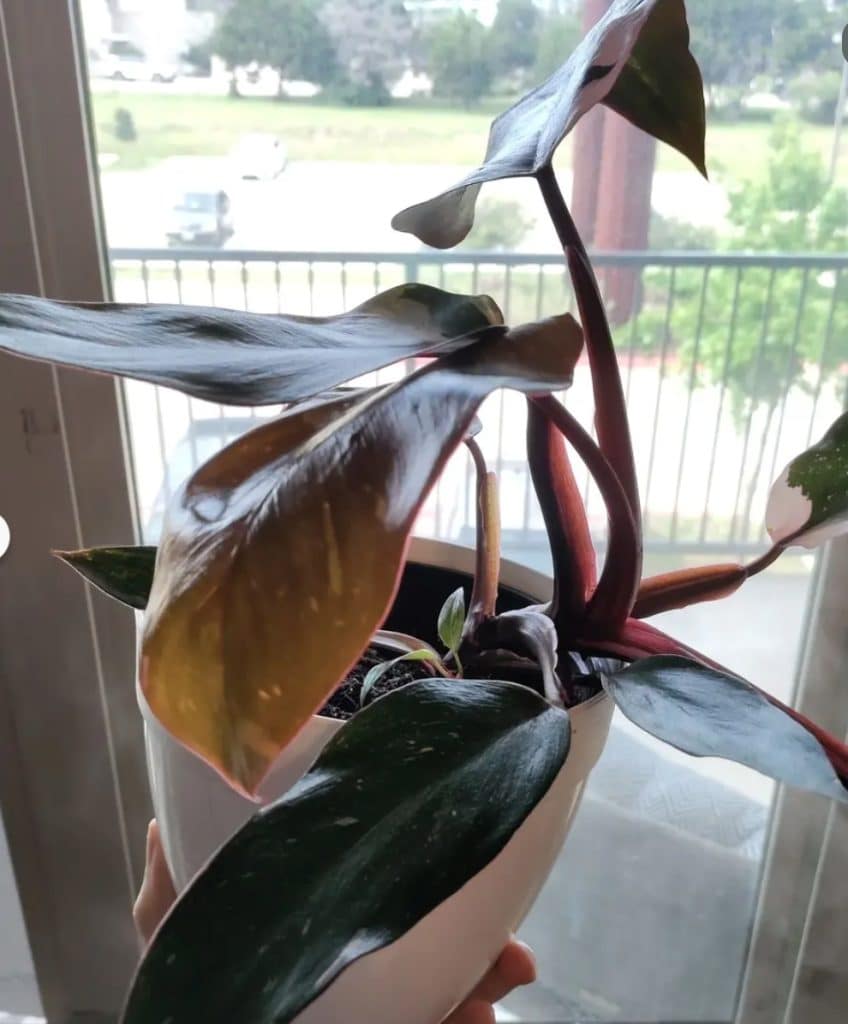 Pink philodendron plant losing color