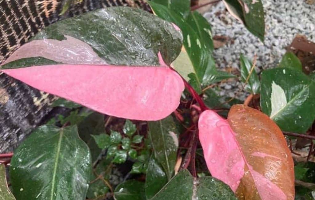 pink princess philodendron leaves