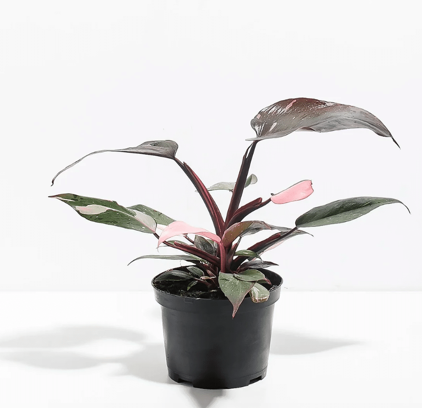 Pink princess philodendron livelyroot