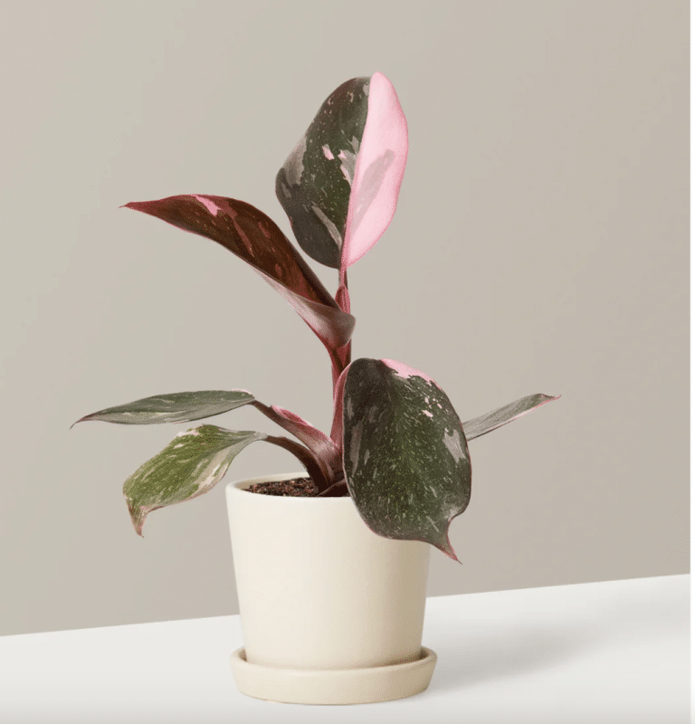 Pink Princess Philodendron care and styling guide