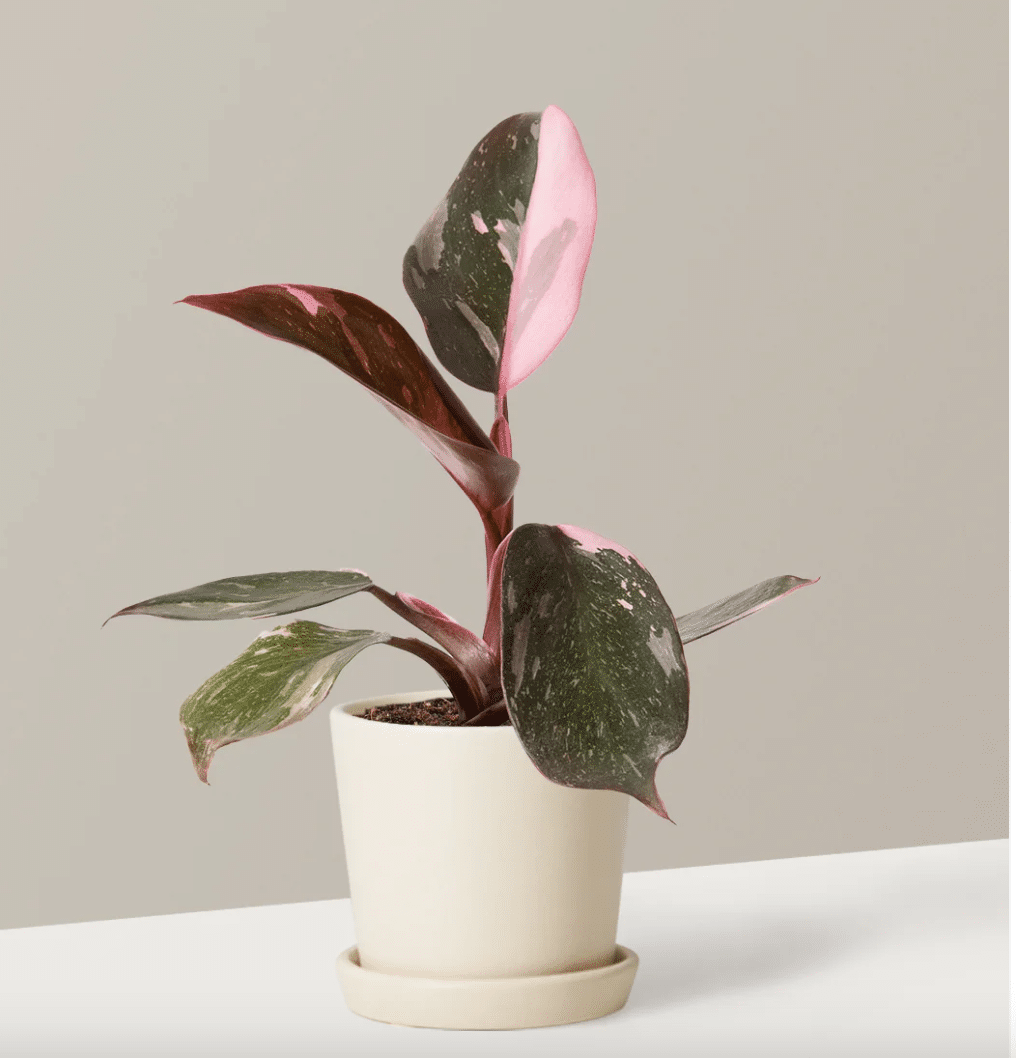 Pink princess philodendron thesill