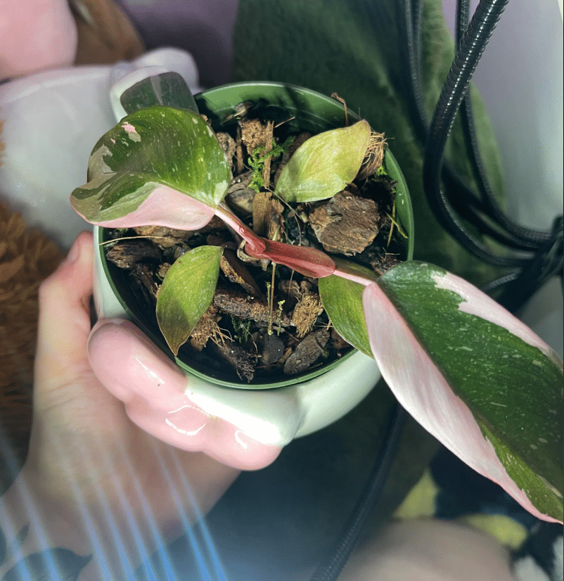 Pink Princess Philodendron Care: Keep the Pink - Houseplants Nook