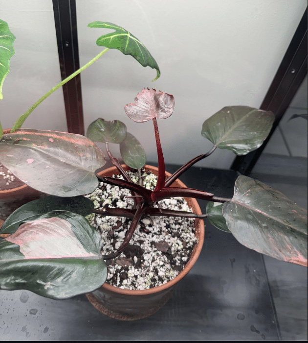 monstera vining plant Monstera adansonii Vining starter plant **(ALL plants require you to  purchase ANY 2 plants!)** main image 1
