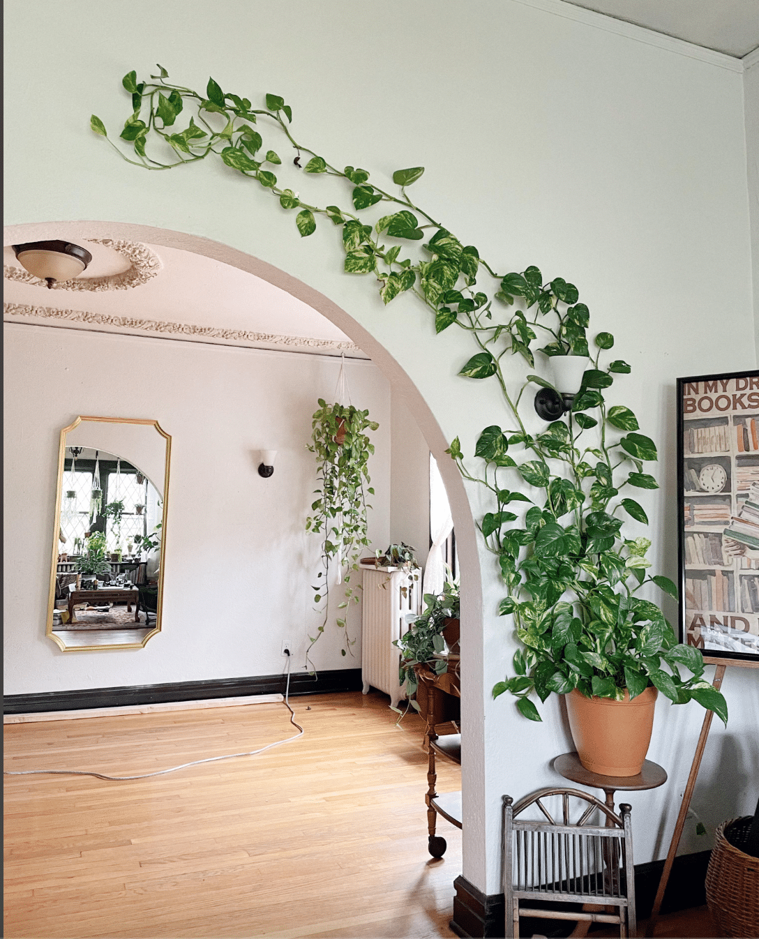 How to Train Trailing Plants to Climb or Hang Down - Houseplants Nook