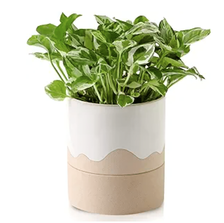 self watering pot in cream and white