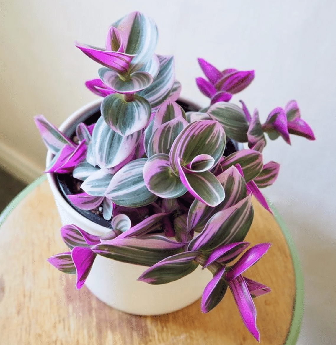 Tradescantia Bubblegum in a white pot on a cream tabletop