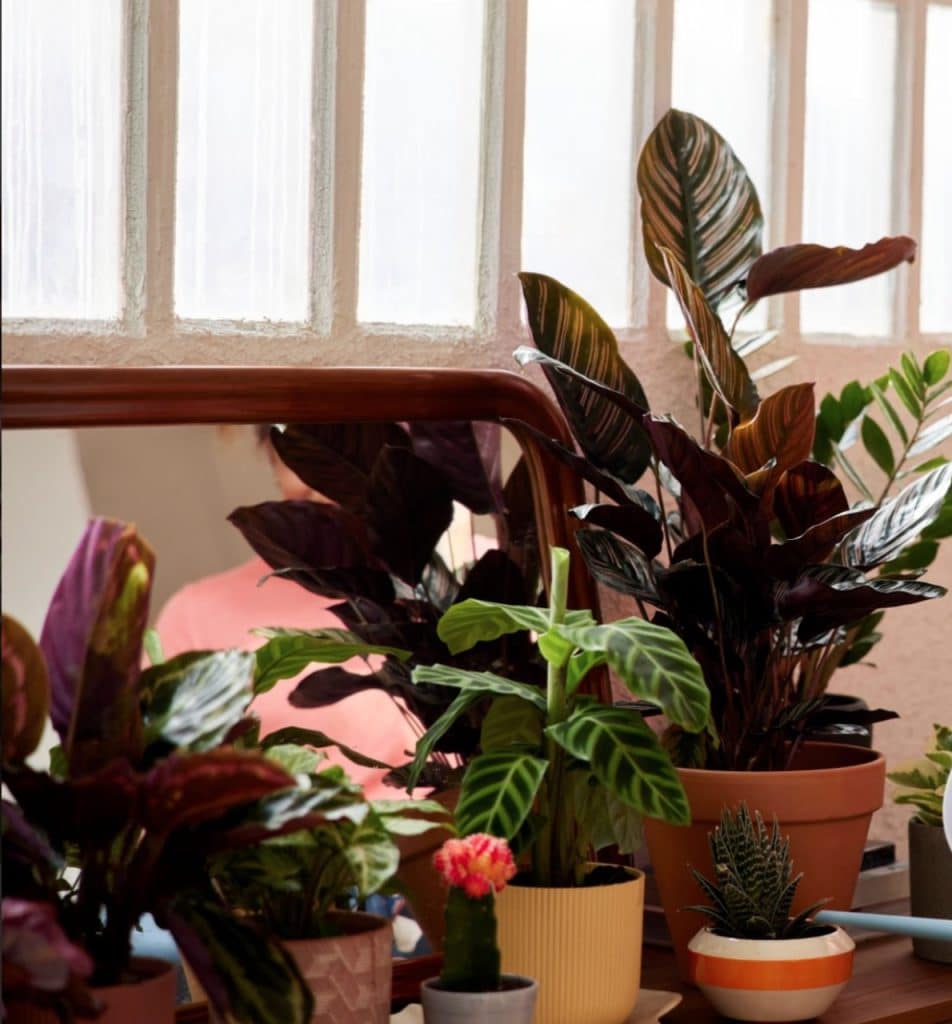 Styling pink houseplants