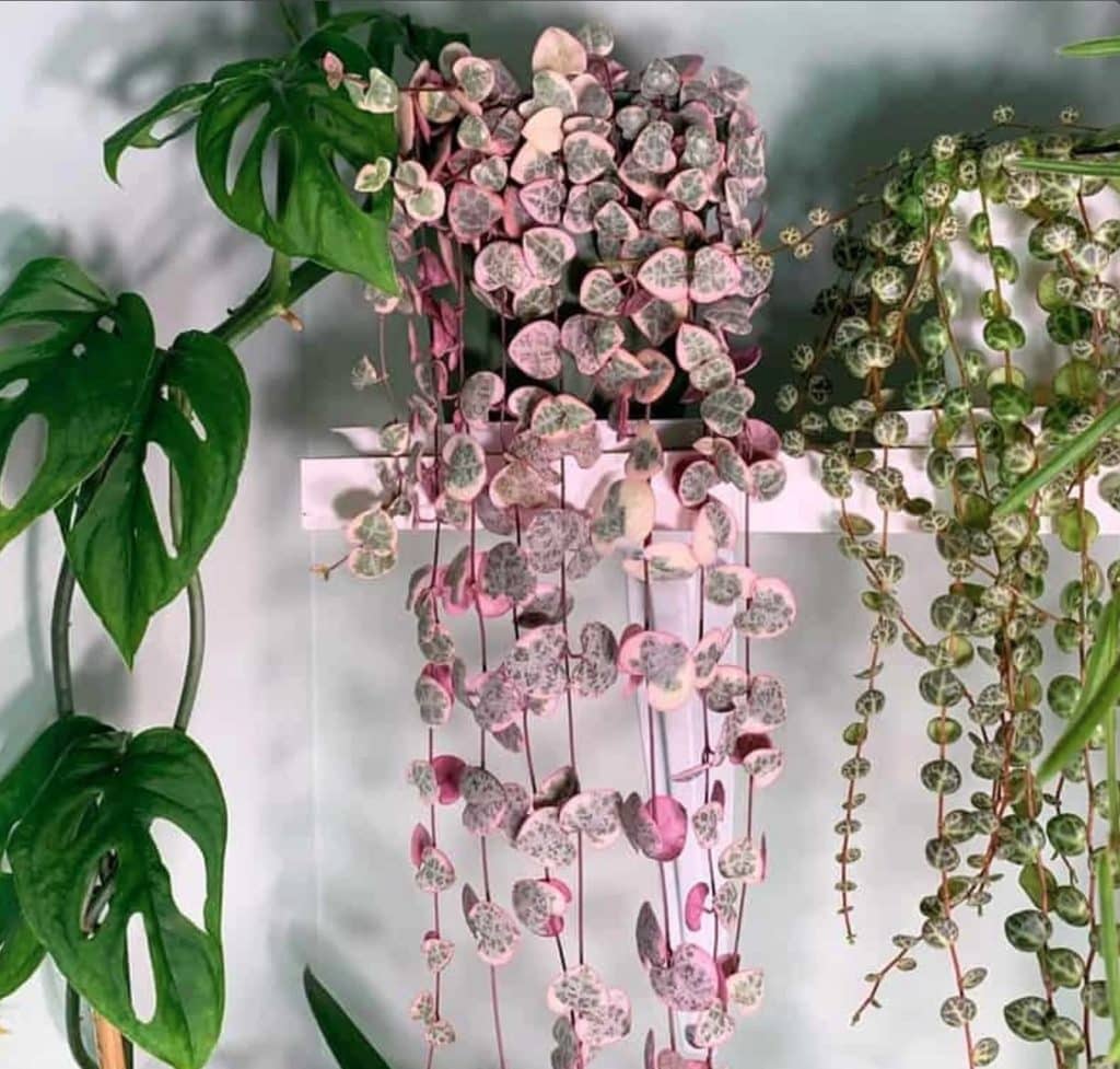 Styling pink houseplants