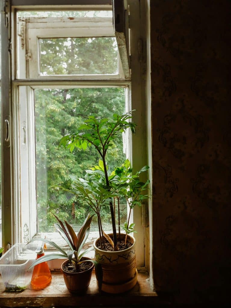 Tall indoor trees to fertilize and kept by the window