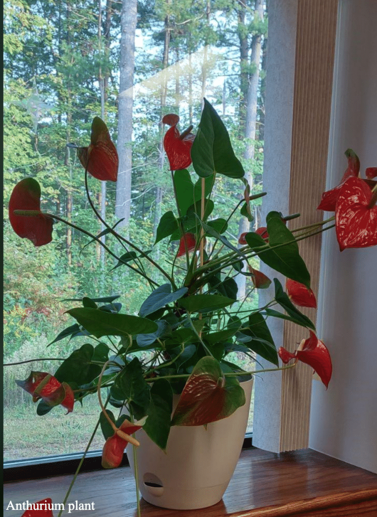 Anthurium plant by window