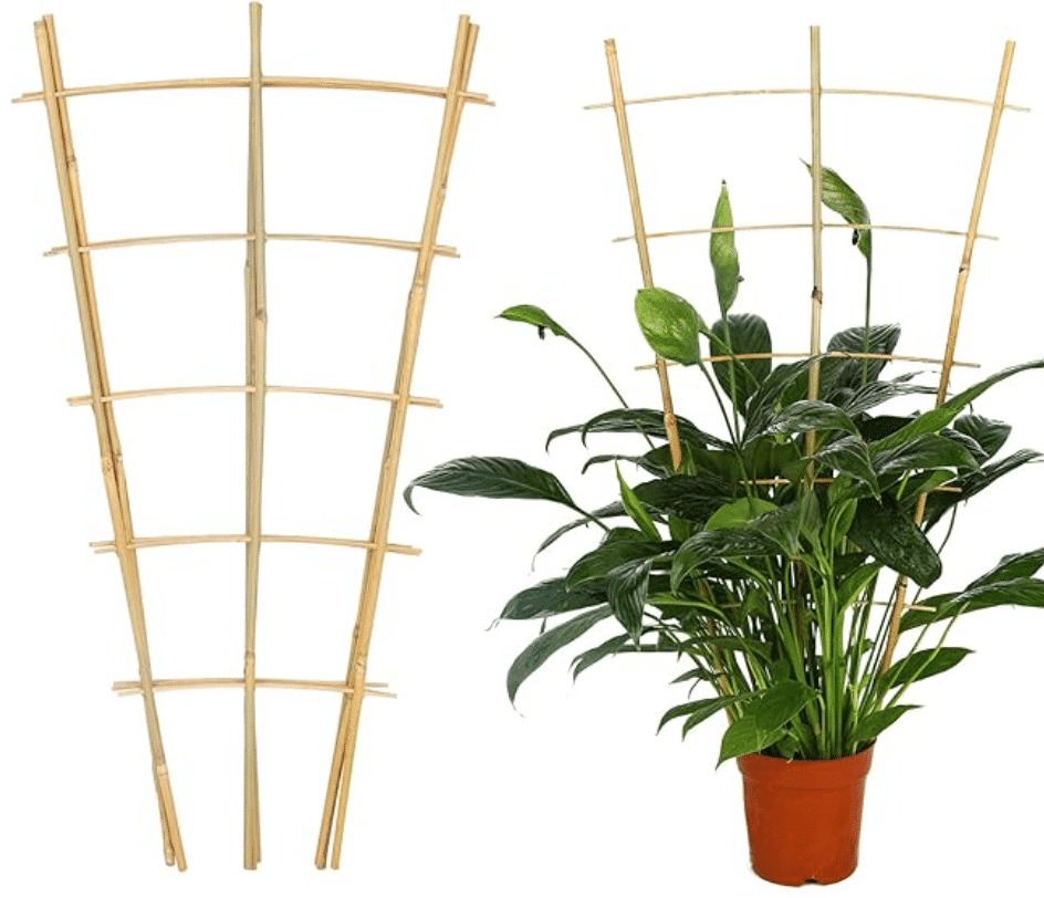 Bamboo trellis
