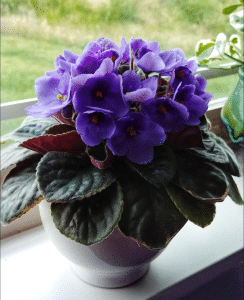 Blooming african violet by windowsill