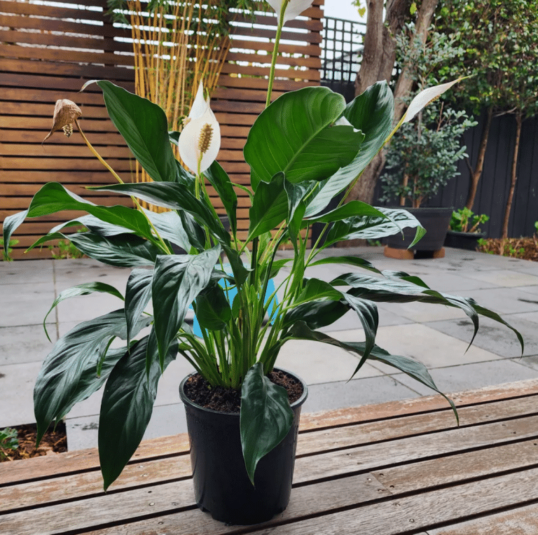 How to Extend the Blooming Period of Indoor Flowers