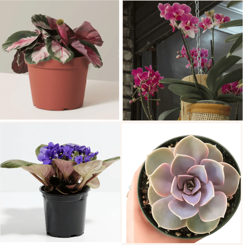 Pet safe purple houseplants: echeveria, calathea, orchids, and african violets