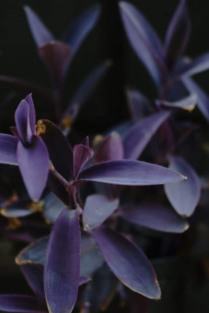 Purple color in houseplants