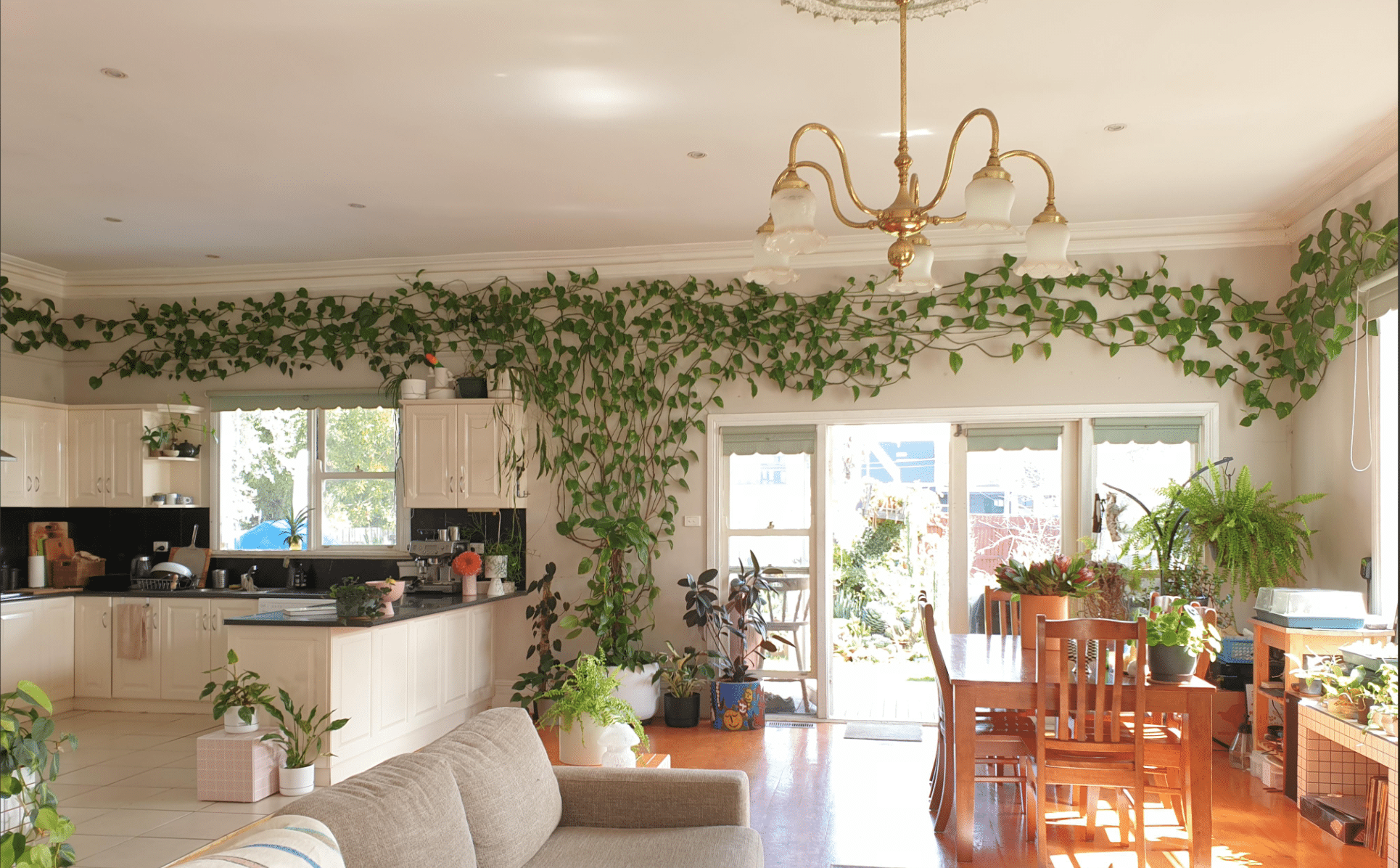 How to Train Trailing Plants to Climb or Hang Down - Houseplants Nook