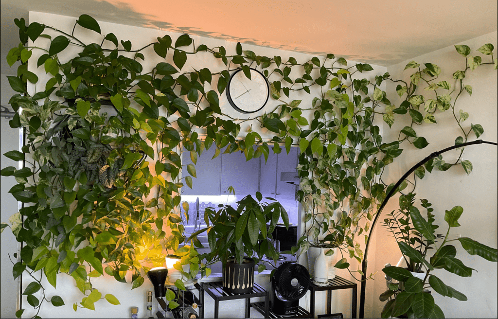 How to Train Trailing Plants to Climb or Hang Down - Houseplants Nook