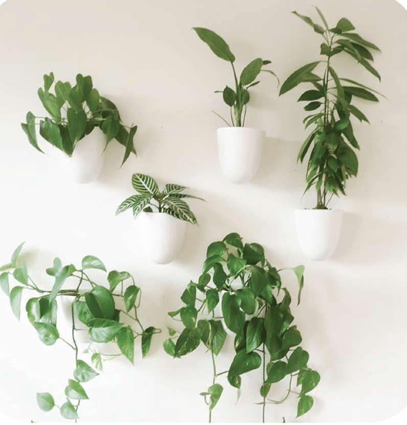 Best Hanging Baskets for Trailing Plants (And Where to Buy!) - Houseplants  Nook