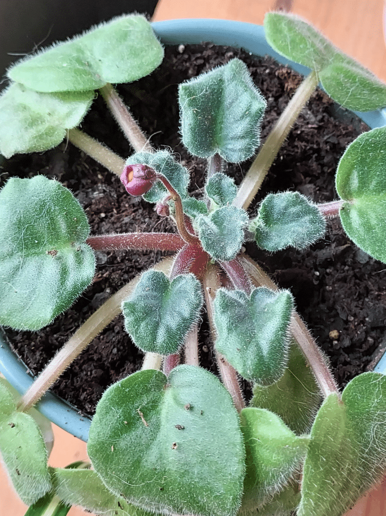 indoor flowering plant: african violets buds wilting