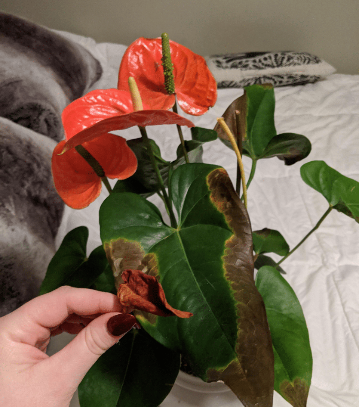 Why Won't My Flowering Houseplant Bloom? - Houseplants Nook