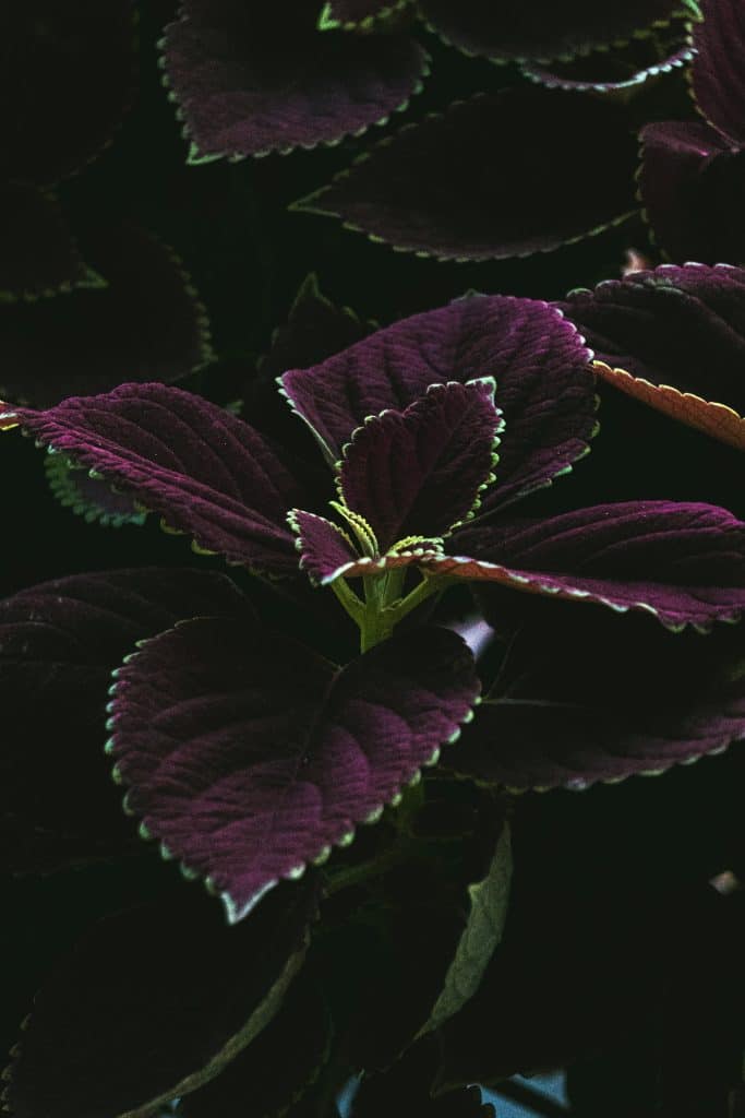 light falling on a purple indoor plant