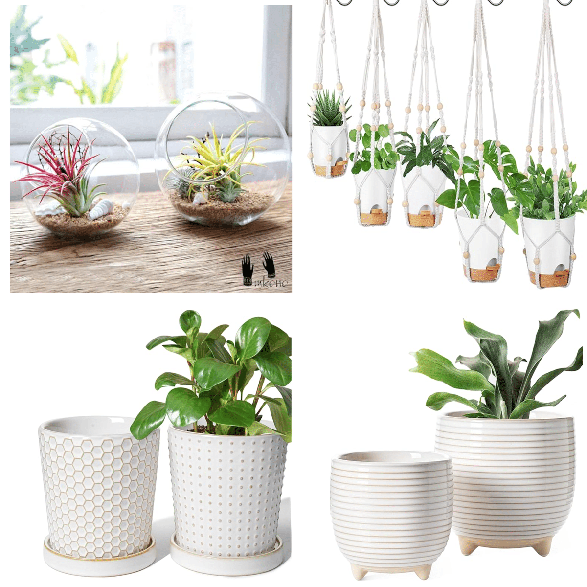 easy to grow house plants Easy to Grow Houseplants (12 Pack) Live House Plants in Plant Containe –  Greater Happy Outdoors and Health