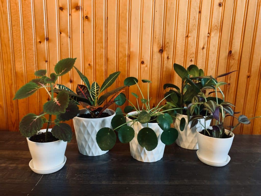 purple houseplants with green ones