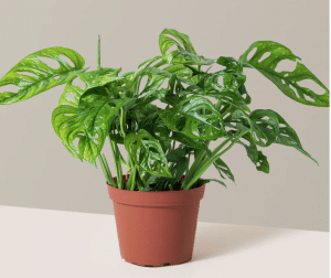 Adanson’s Monstera