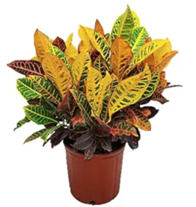 cROTON IN A RED POT