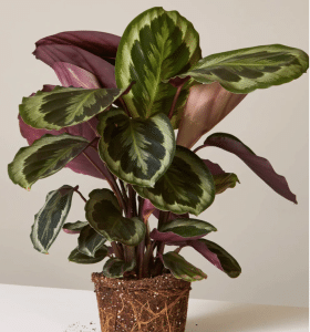 Calathea Medellion in rooted pot