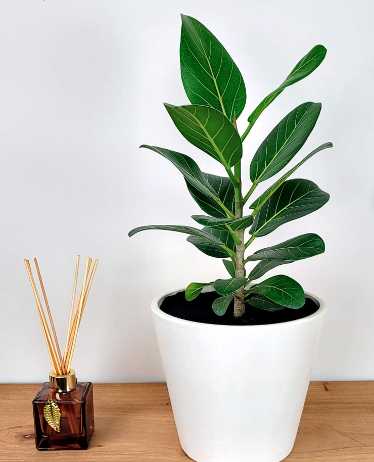 Ficus Audrey in a white pot
