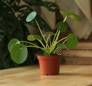 Friendship plant in a red pot