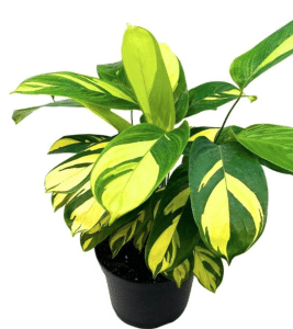 Golden mosaic plants in a black pot