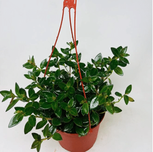 Goldfish Plant