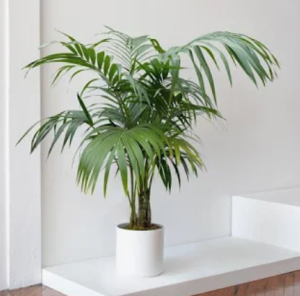 Kentia palm in white pot