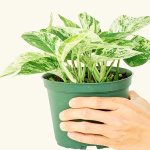 Marble queen pothos