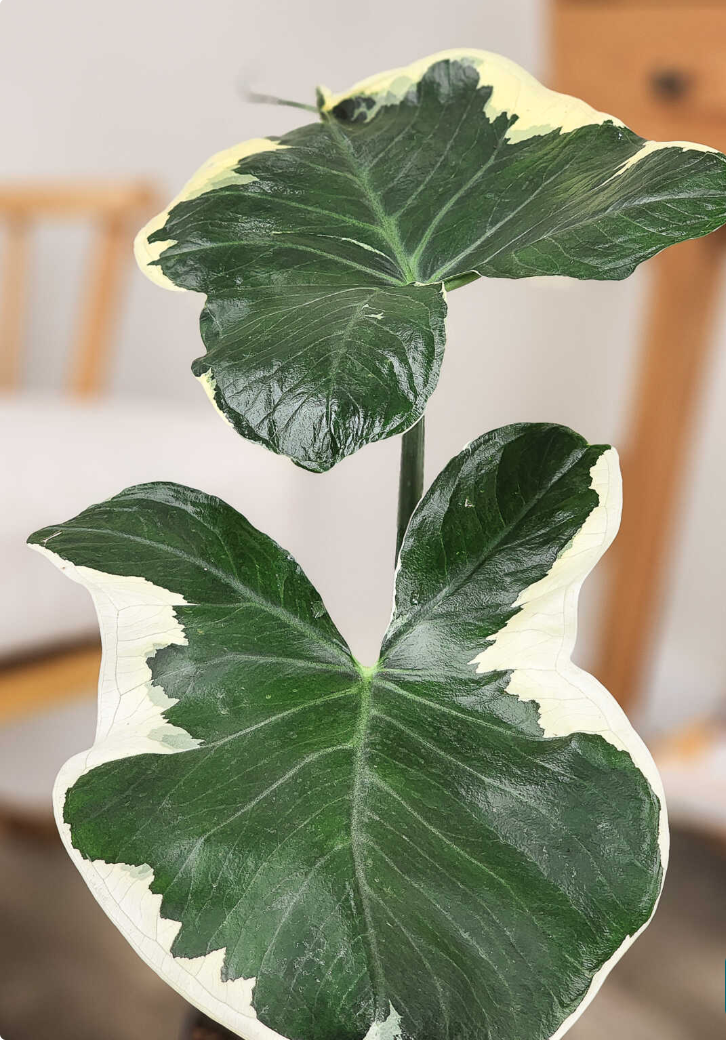 Mickey Mouse Alocasia with large leaves