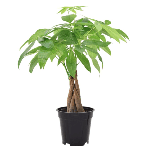 Money tree