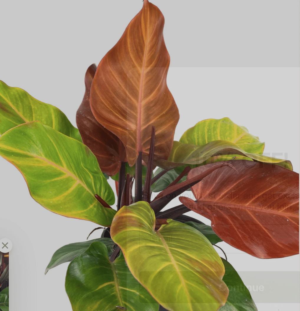 Philodendron Prince of Orange