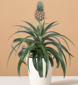 Pineapple plant in white pot