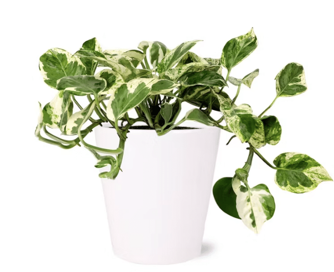 50 oxygen producing Indoor Plants (ranked by output) - Houseplants Nook