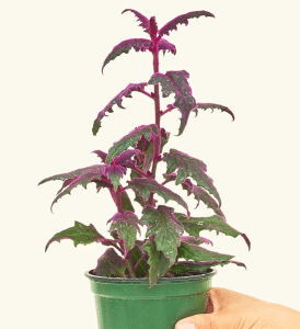 Purple passion