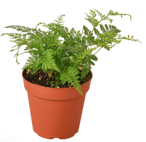 Rabiit foot fern