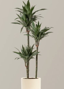 Warneckii Dracaena