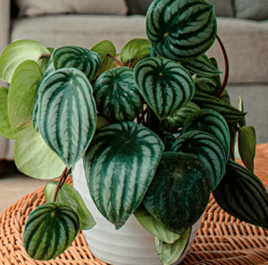 Watermelon peperomia