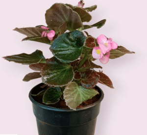 Wax begonia in a black pot