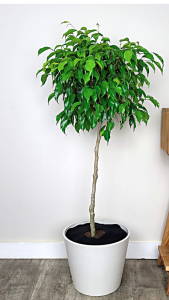 Weeping fig in white pot